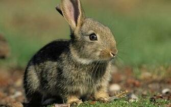 Cute Rabbits Wallpaper Sa