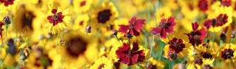 Midwest Wildflower Seeds American Meadows