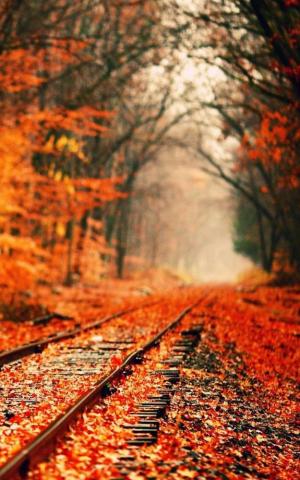 Autumn Wallpaper Best For Android Apk
