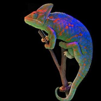 Full Grown Veiled Chameleon Wallpaper Jpg
