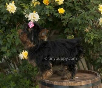 Puppies Wallpaper Yorkie Filesize 20k