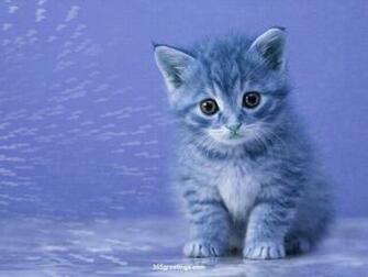 My Top Collection Cat Wallpaper Border