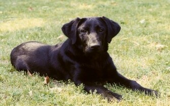 Wallpaper Black Lab Dogs