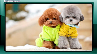 Poodle Dog Wallpaper