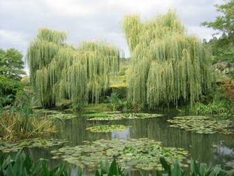 Weeping Willow Wallpaper
