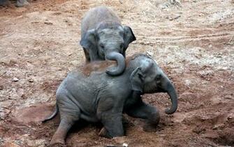 Baby Elephants Splendid Wallpaper HD