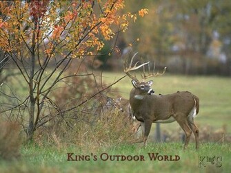 Whitetail Deer Wallpaper Size