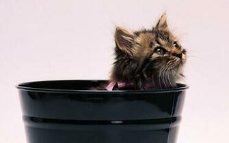 Kitten Desktop Wallpaper High Definition Quality