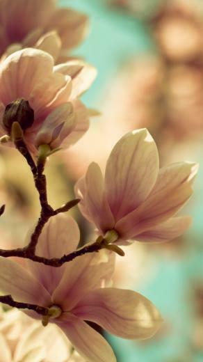 Spring Flowers iPhone 5s Wallpaper Best