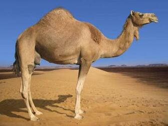 Camel Wallpaper