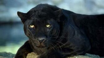 Wallpaper Background Black Panther Desktop Categories
