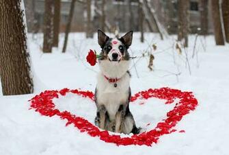 Dog On Valentines Day Watch Breeds Background For