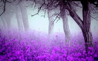 High Quality Fantastic Purple Flowers Wallpaper Full HD Pictures