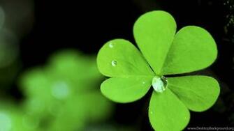 Real Leaf Clover Wallpaper Desktop Background
