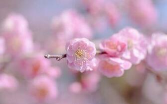 Pink Cherry Flower Close Up Wallpaper