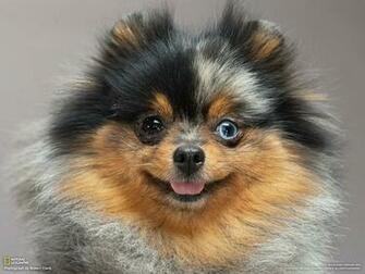 Pomeranian Wallpaper Planets Desktop