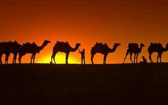 Camel Wallpaper 213c9ts Kb 4usky