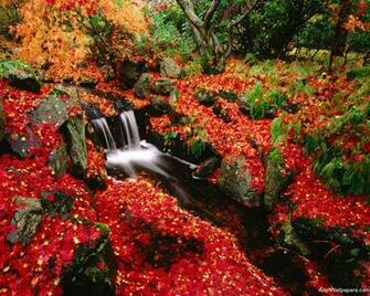 Maple Jpg