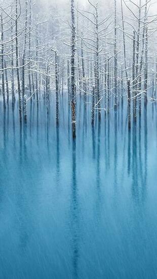 Winter Trees