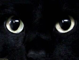 My Top Collection Black Cat Wallpaper