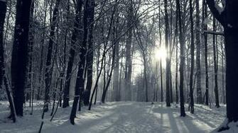 Snowy Forest Wallpaper