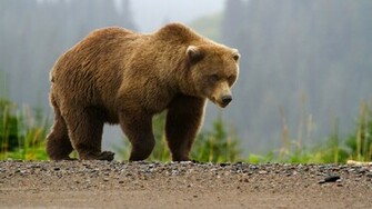 Brown Bear Wallpaper HD