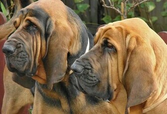 Bloodhound Wallpaper ImgHD Browse And