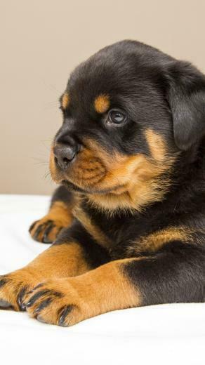 Rottweiler Puppy Wallpaper iPhone Android Desktop Background
