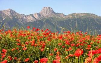 HD Field Of Poppies Wallpaper