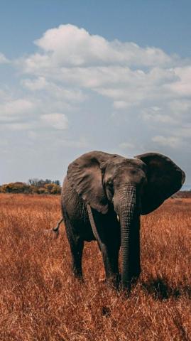 Elephant Wallpaper