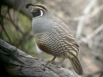 Quail Wallpaper