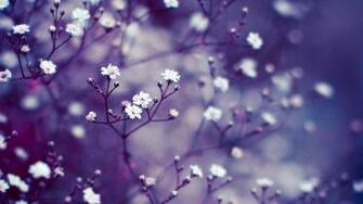 Lavender Wallpaper