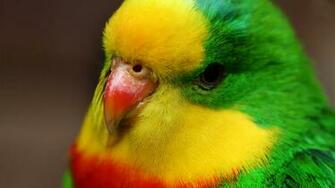 HD Birds Wallpaper Cute Full Screen