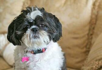 Picture Animal Shih Tzu Cute Pet Dog HD Wallpaper