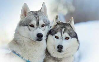 Portrait Of Alaskan Malamutes Wallpaper And Image