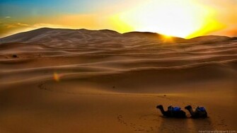 The Desert Animal Camel Wallpaper