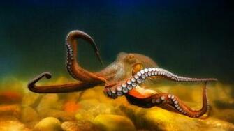 Octopus Sealife Underwater Ocean Sea Wallpaper Background