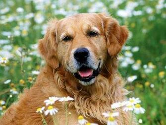 Golden Retriever Wallpaper Enjoy For
