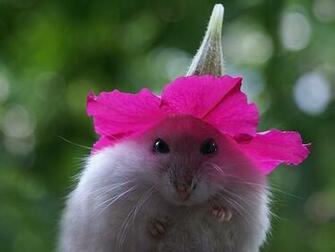 Funny Animals With Words Cool HD Wallpaper