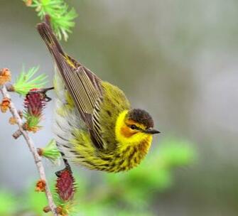 Cape May Warbler Computer Wallpaper Desktop Background
