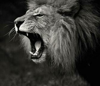 Lion Roar Black And White Wallpaper