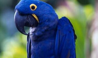 Watch Cool Hyacinth Macaw New Wallpaper Pics Image And Upload