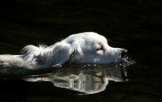 Animals Dogs Swimming Water Wallpaper Allwallpaper In