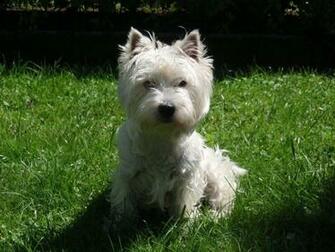 Westie Wallpaper
