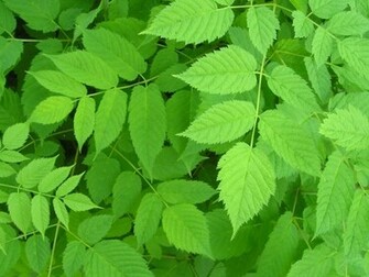 Datadiary Go Green Wallpaper
