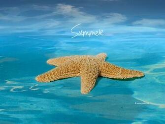 Starfish Summer For Your By Kate Net With Resolutions