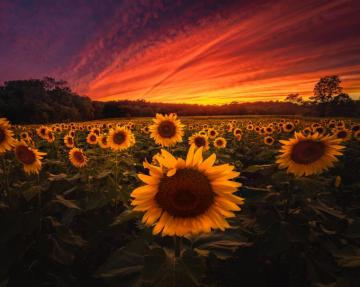 Wallpaper 4k Sunflower Field
