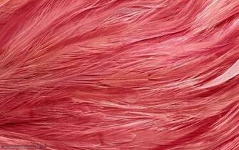 Pink Flamingos Background In Business Desktop Wallpaper