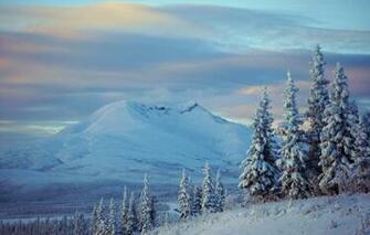 Alaska Winter Snow Mountains Spruce Trees Wallpaper