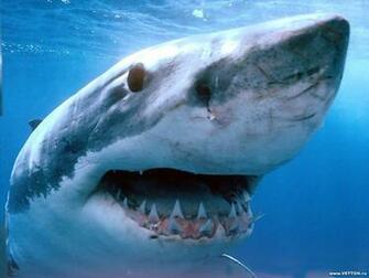 Sharks Wallpaper For Computer Desktop